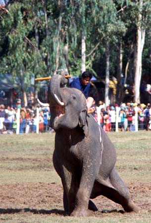 Surin Elephant Roundup1