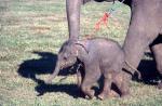Elephant Roundup in Surin, Thailand